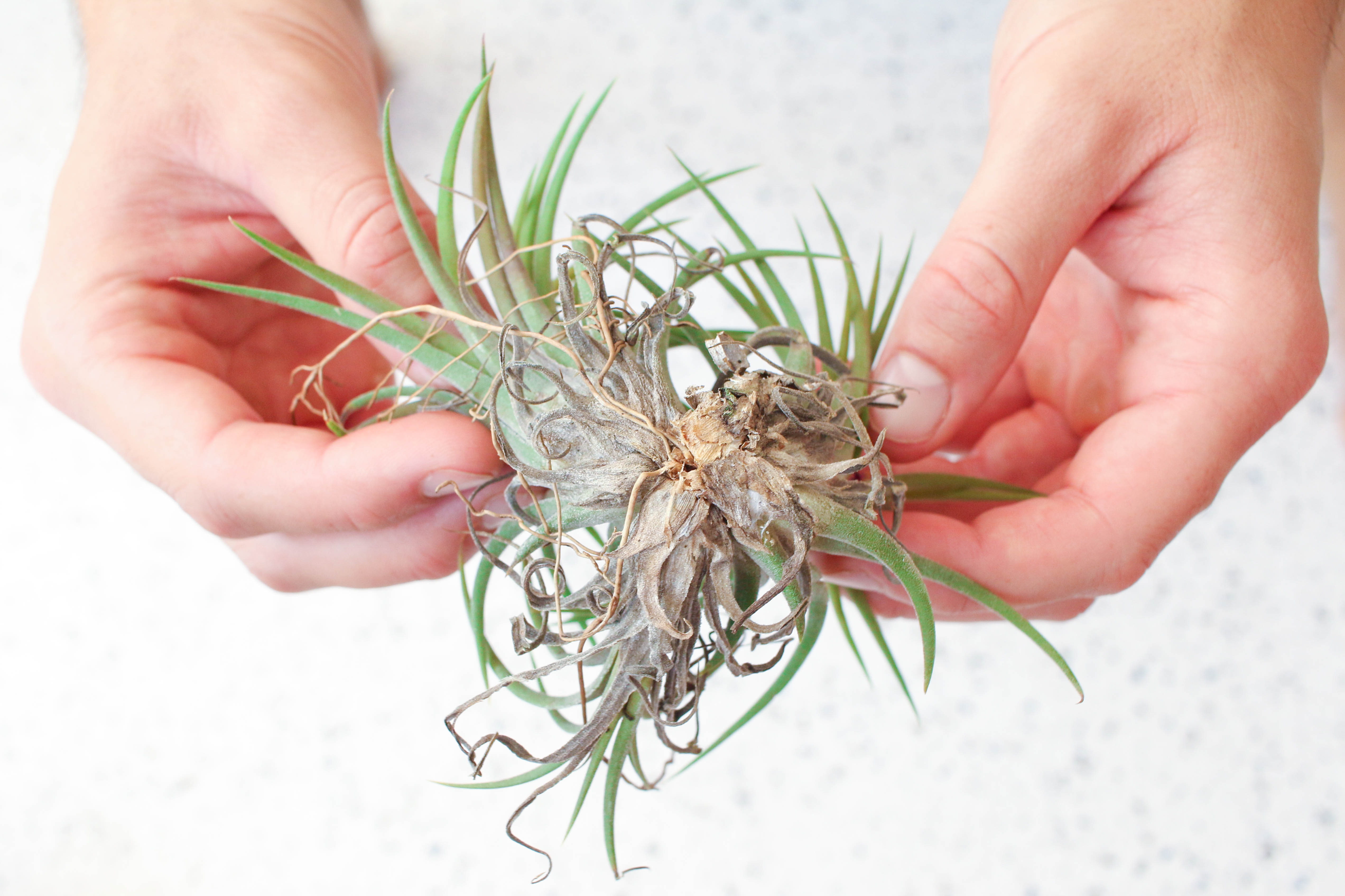 Air Plants - Why is my Tillandsia Dying? – Air Plant City