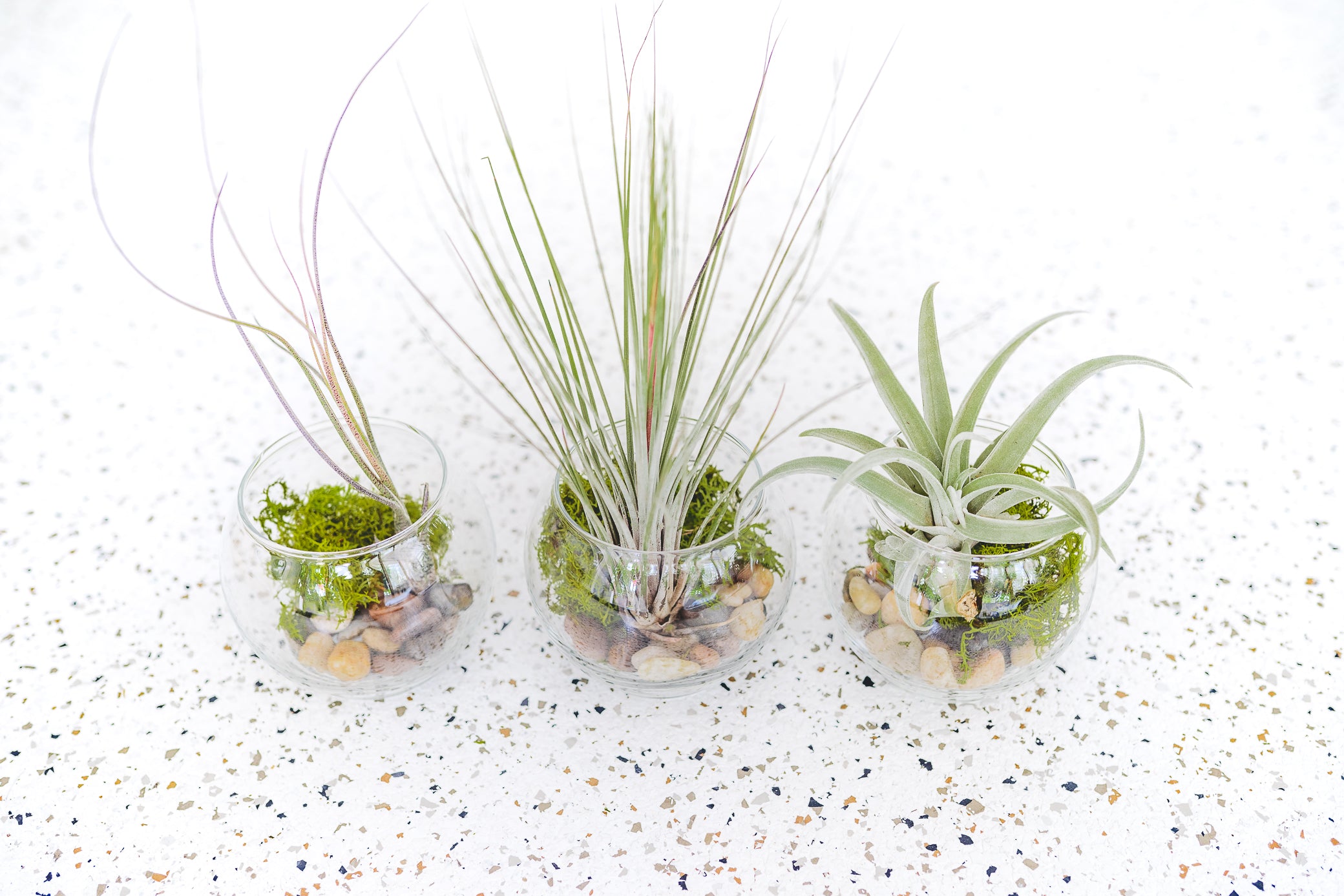 Air Plants Terrarium - Complete Bubble Bowl Kits - Wholesale – Air Plant  City