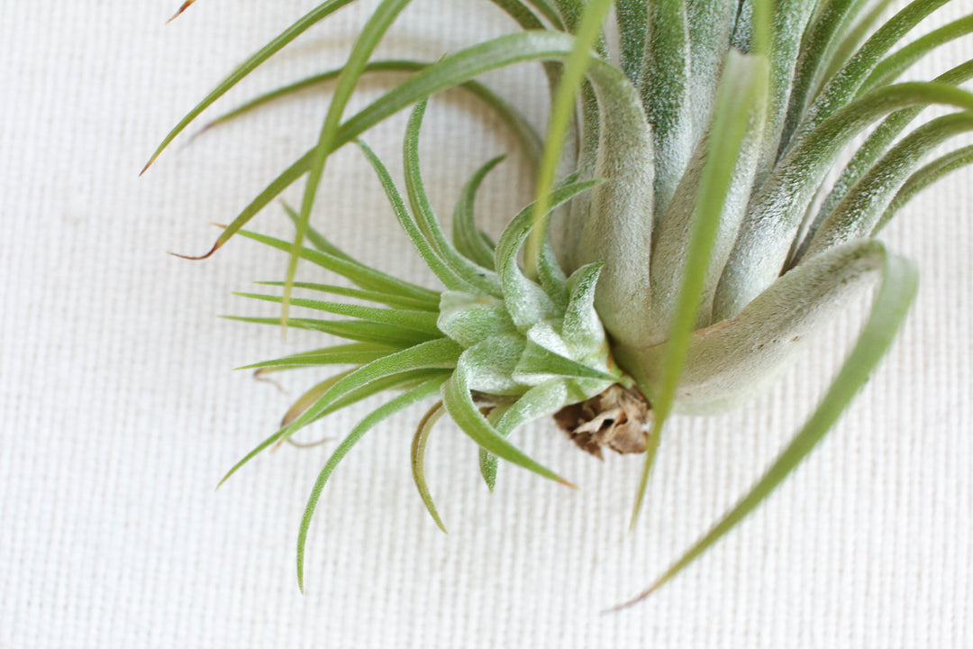 Tillandsia Ionantha Rubra Air Plant with Pup Attatched at the Base