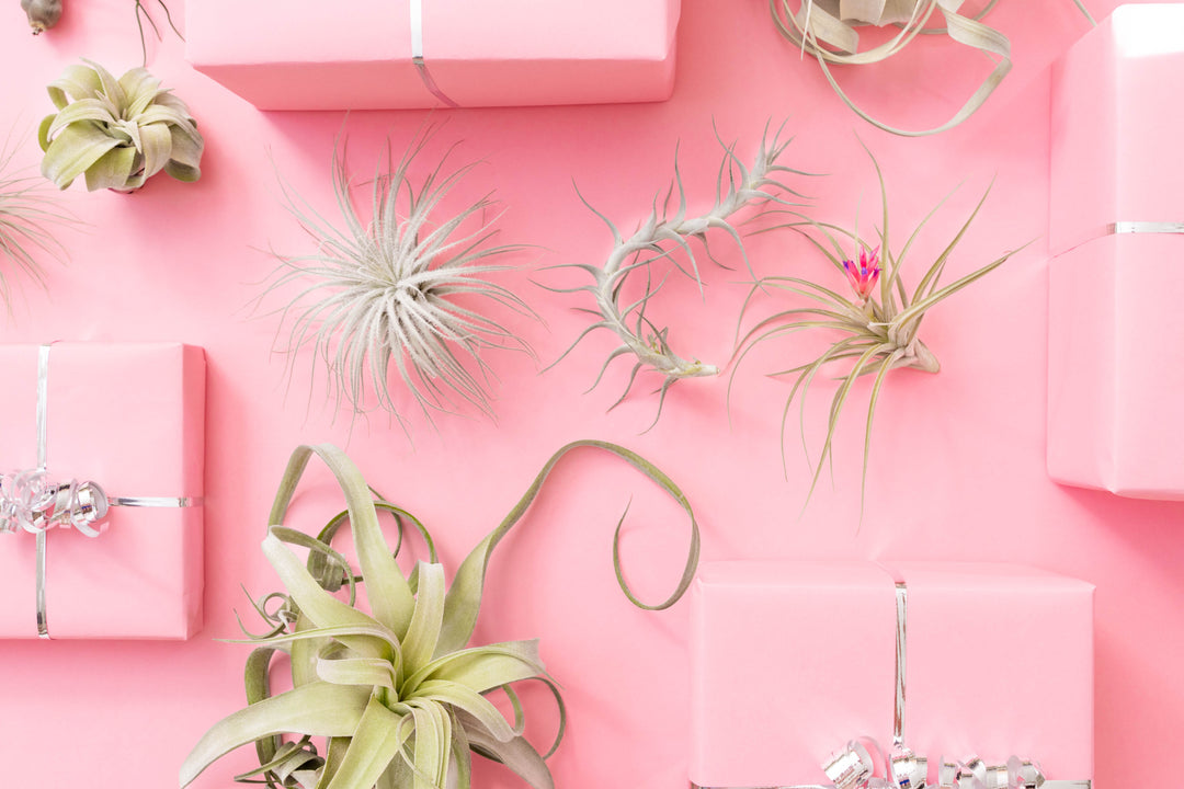 air plant holiday gift guide tillandsia