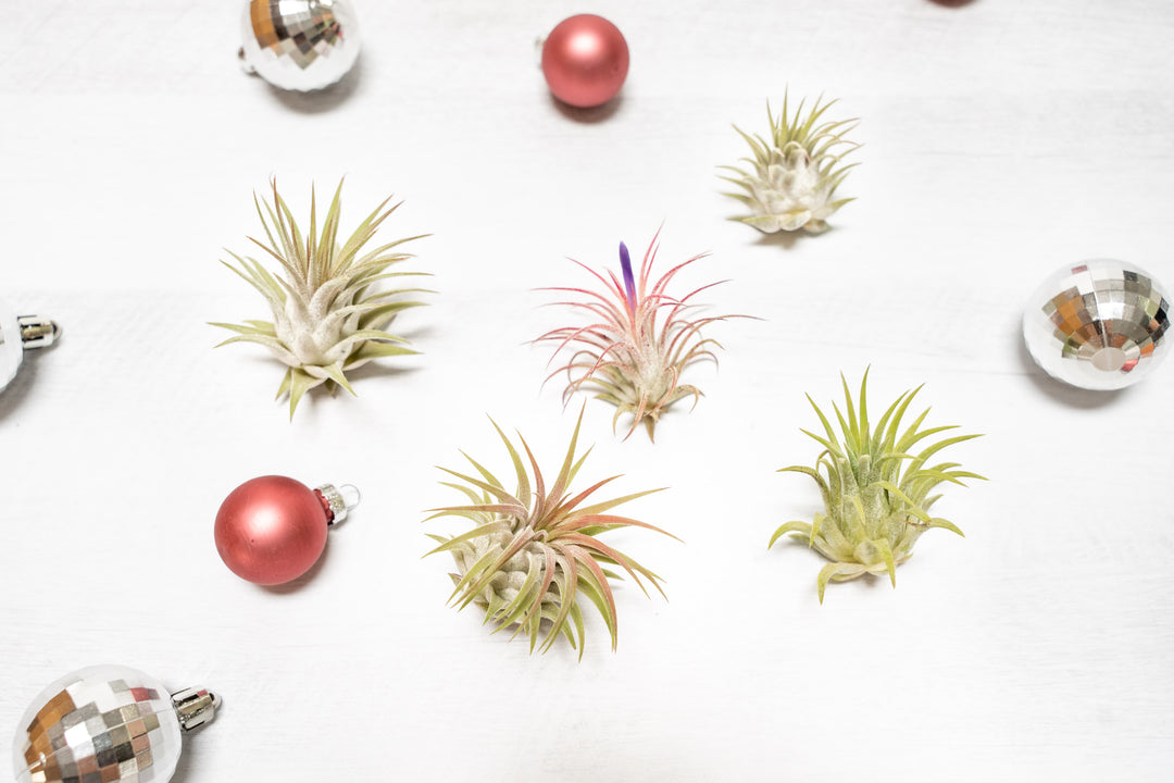 holiday christmas gift guide air plant
