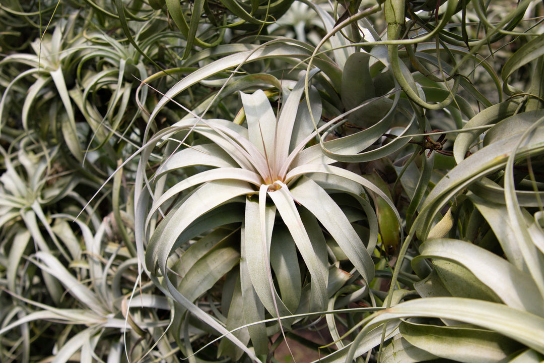 Clusters of Tillandsia Xerographica Air Plants at the Farm