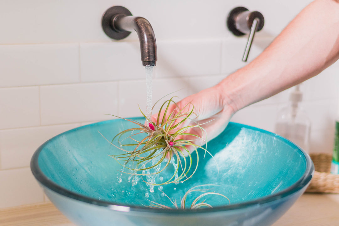 Assorted Tillandsia Air Plants in a Bowl of Water