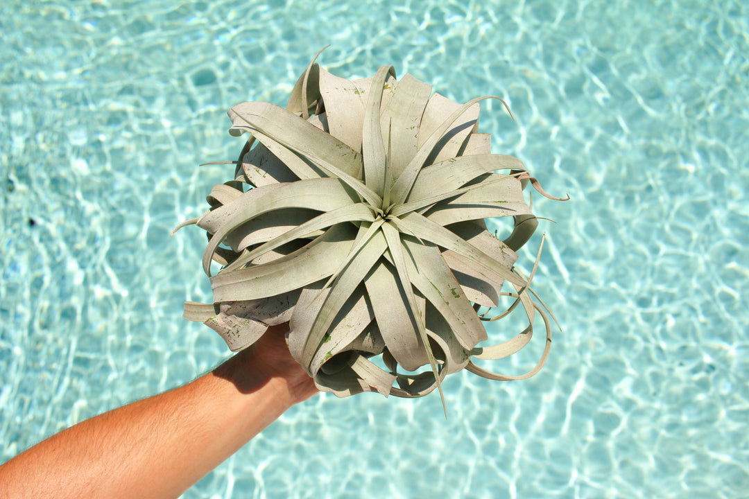 Tillandsia Xerographica Air Plant Being Held Over Sparkling Pool Water