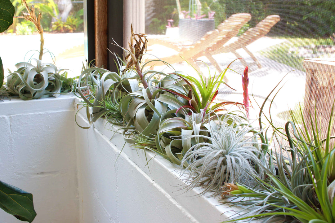 Multiple Tillandsia Air Plants Displays on a Half Wall of an Outside Patio