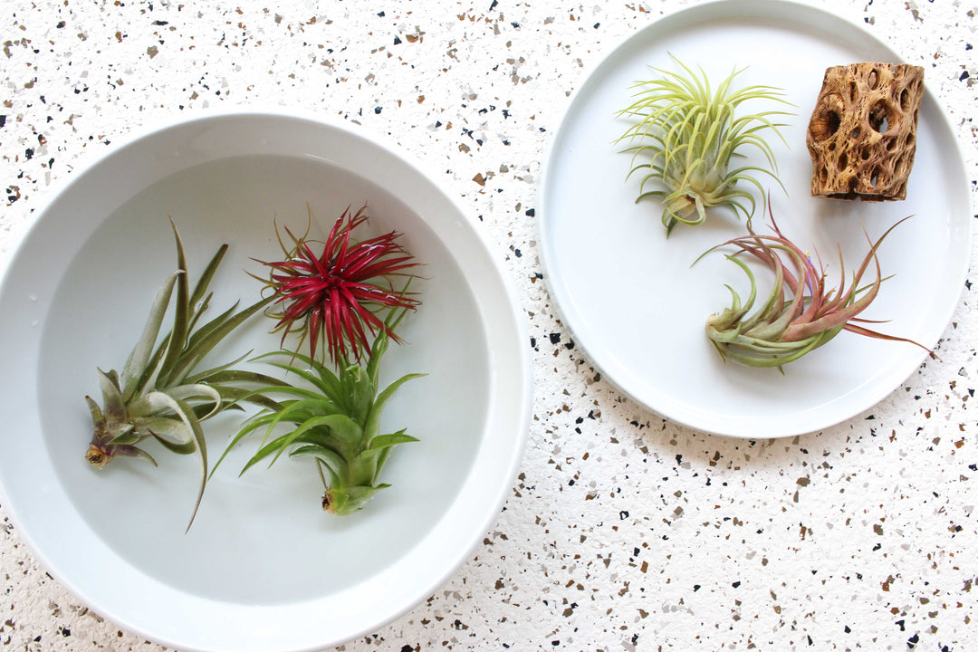 Assorted Tillandsia Air Plants being Watered in a Bowl