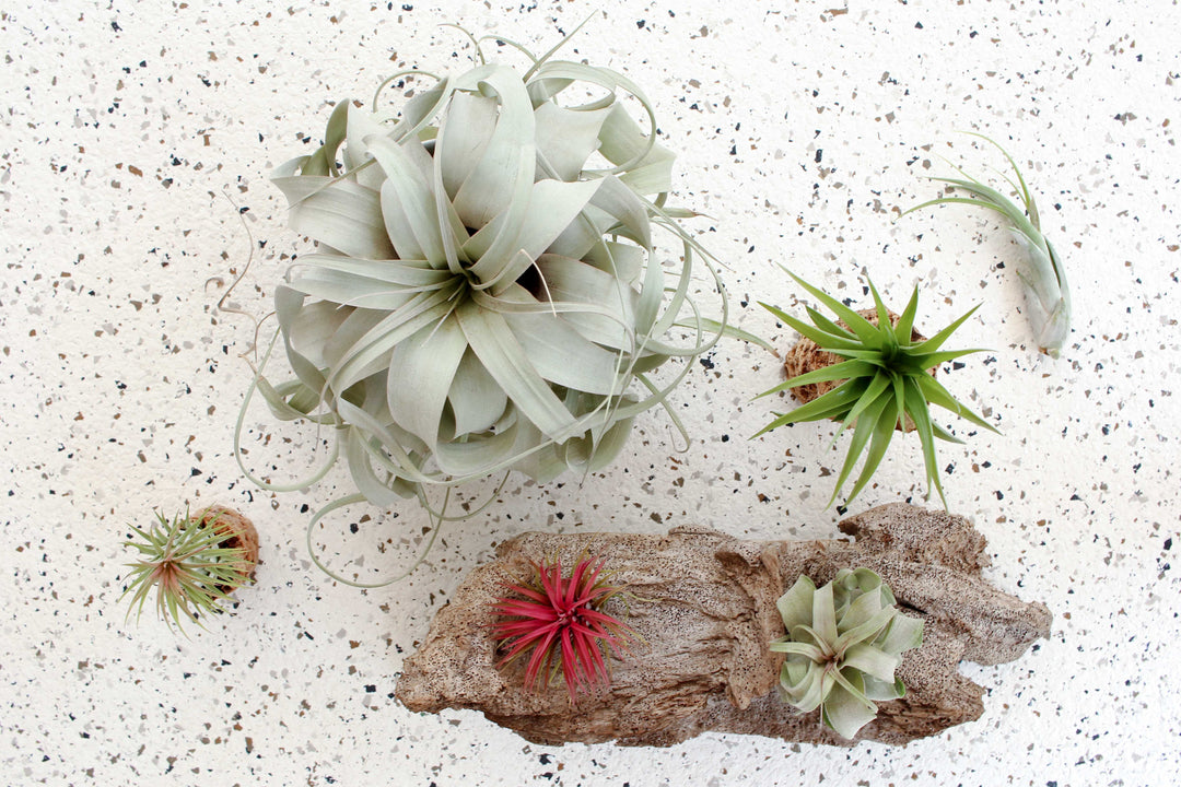 Assorted Tillandsia Air Plants