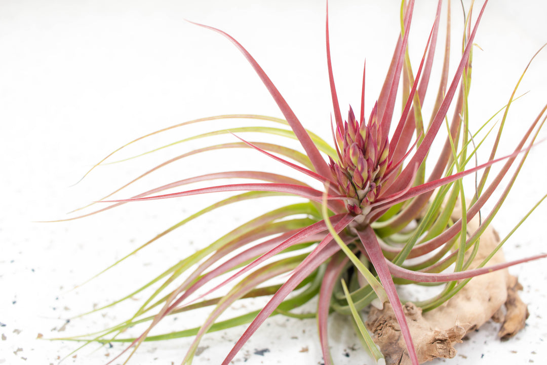 Pink Blushing and Blooming Tillandsia Sparkler Air Plant