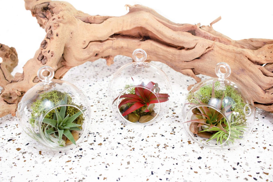 3 Flat Bottom Terrariums with Moss and River Stone Kit containing Assorted Tillandsia Air Plants