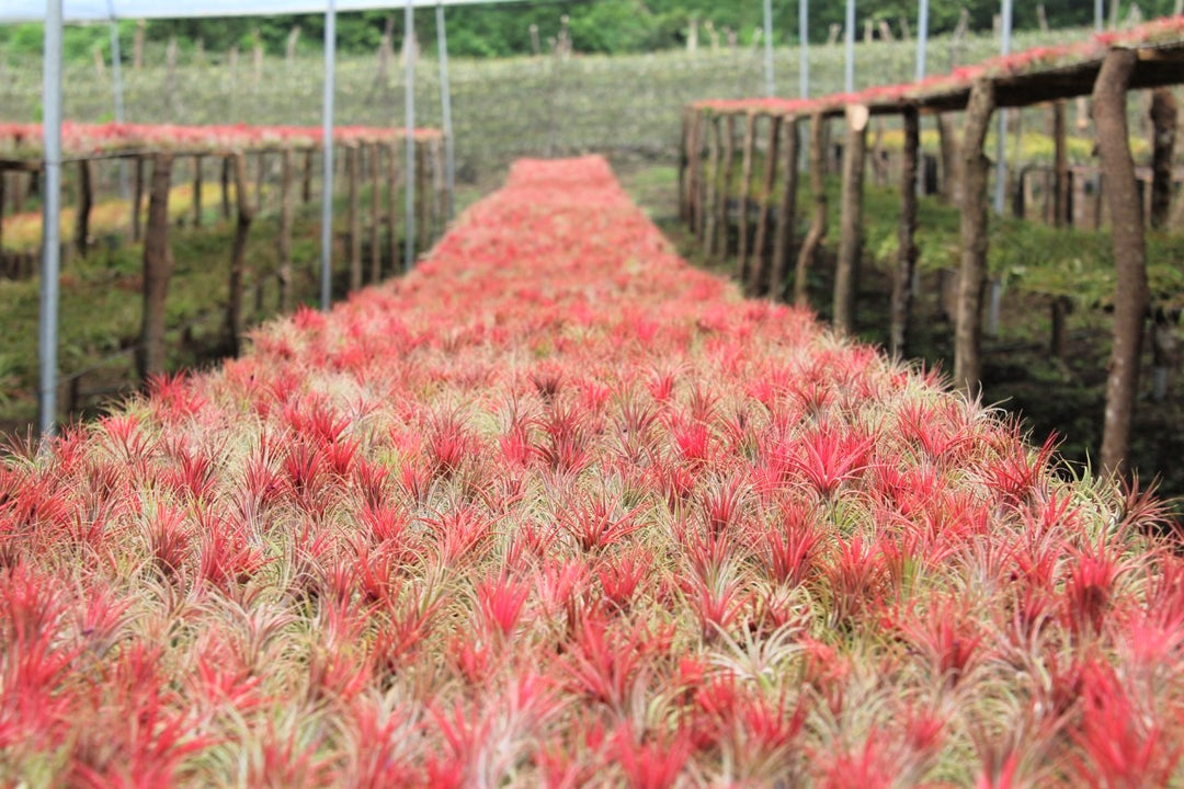 Thousands of red blooming tillandsia ionantha guatemala air plants on the farm