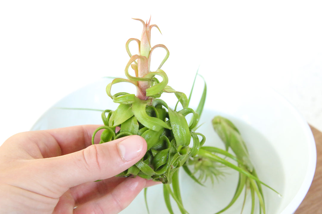 Hand holding a Blooming Tillandsia Streptophylla Air Plant