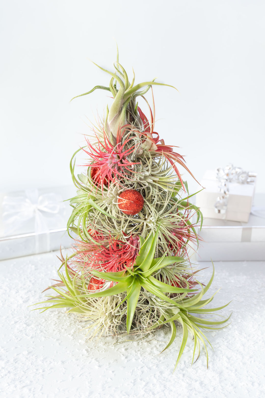 BULK DISCOUNT PRE-ORDER: 12 Inch Tall Handmade Air Plant Christmas Tree with 50 Living Tillandsias [Min Order 3]