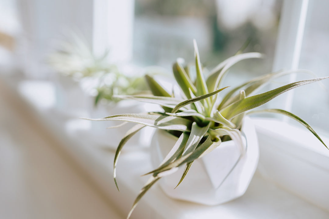 Tillandsia Harrisii Air Plant in a White Ceramic Geometric Container on a Windowsill