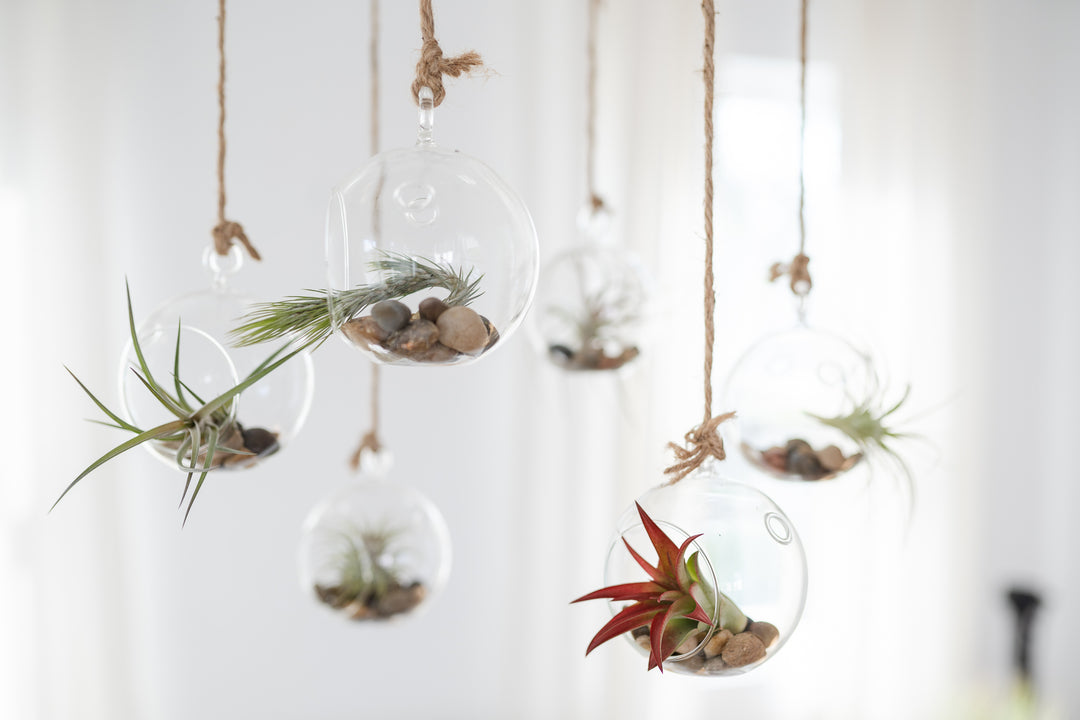 Multiple Flat Bottom Glass Globes Hung with Hemp String containing Stones and Assorted Air Plants