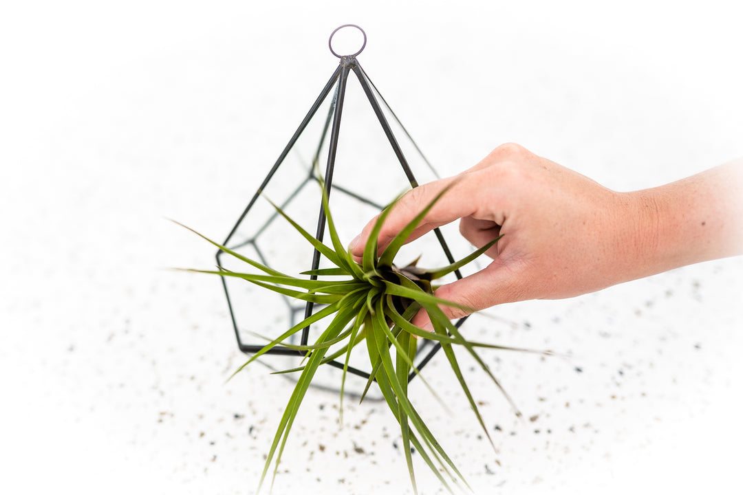 Tillandsia Melanocrater Air Plant in a Glass Diamond Shaped Terrarium