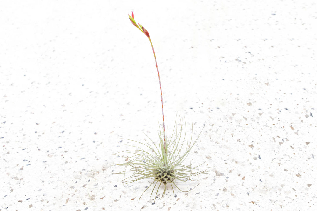 Tillandsia Air Plant Argentea Thin Bloom