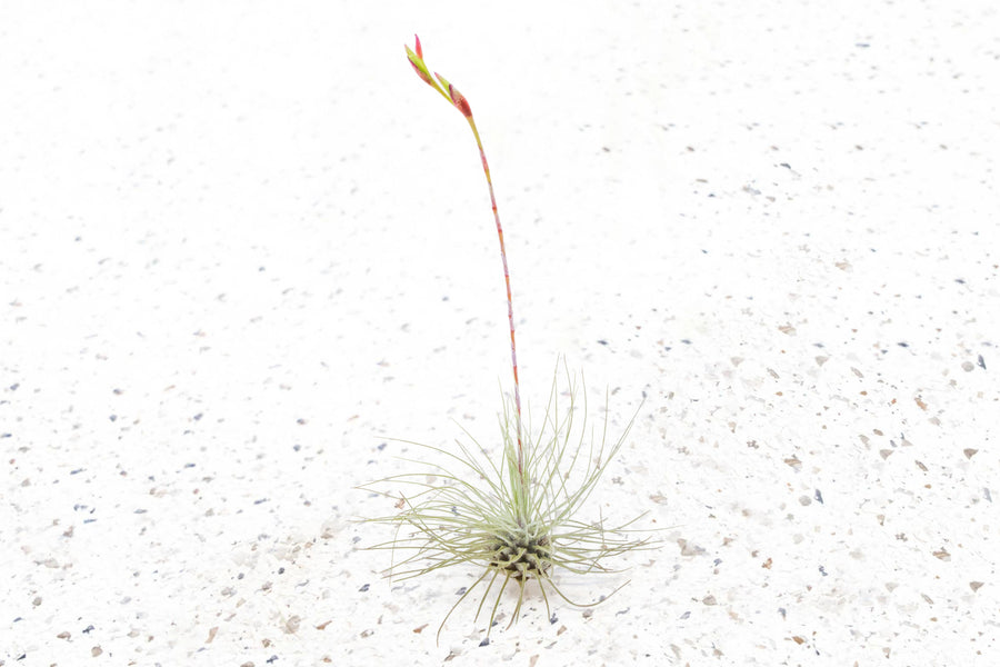 Tillandsia Air Plant Argentea Thin Bloom