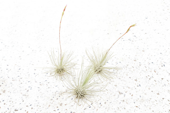 Tillandsia Air Plant Argentea Thin Bloom