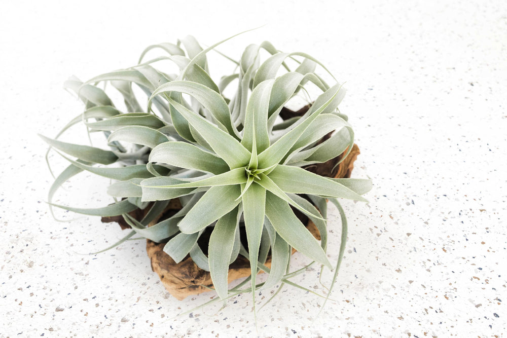 Tillandsia Air Plant Cacticola Rare Premium