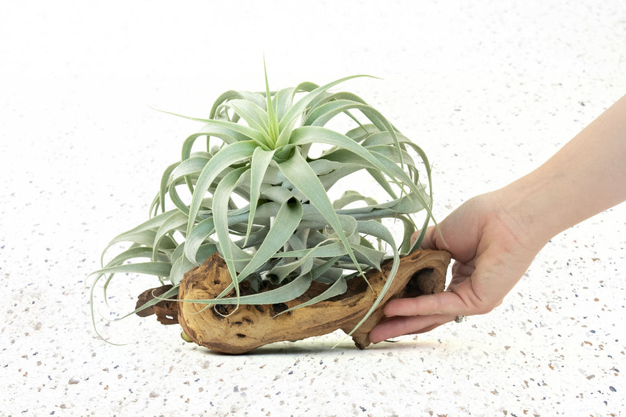 Tillandsia Air Plant Cacticola Rare Premium