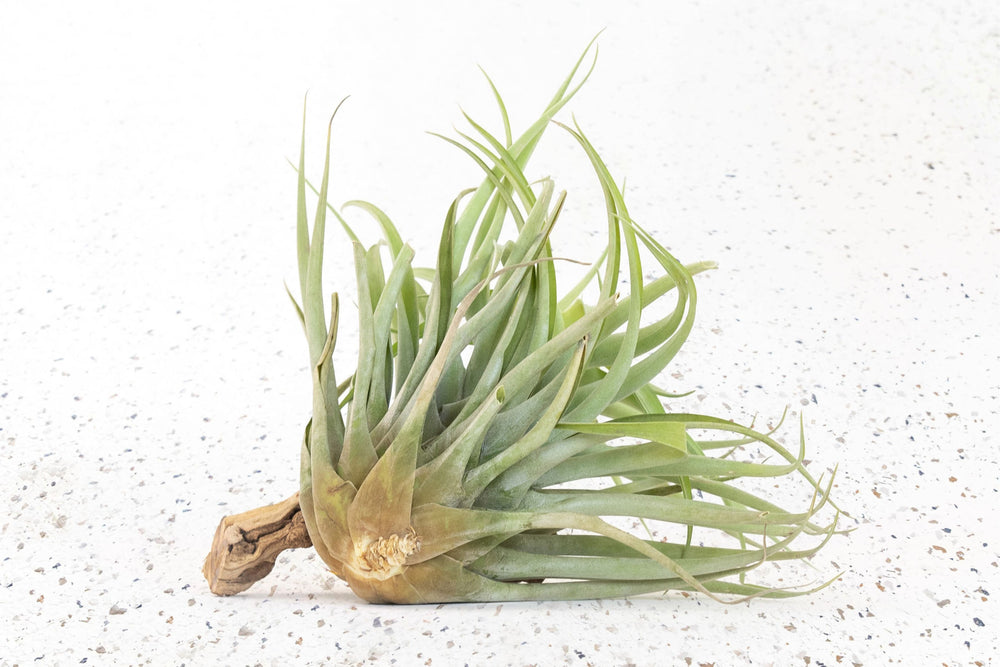 Tillandsia Air Plant Capitata Salmon Rare