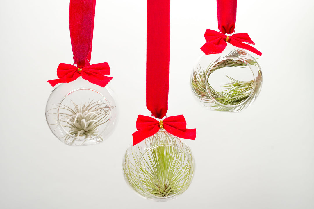 Wholesale - Mini Velvet Bow Ornament with Assorted Tillandsia Air Plant