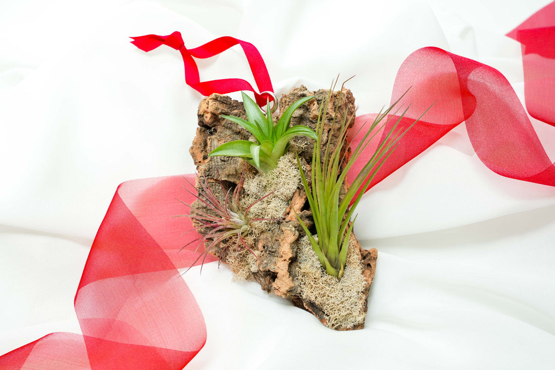 Holiday Special: Fully Assembled Small Cork Design with 3 Tillandsia Air Plants and Red Ribbon