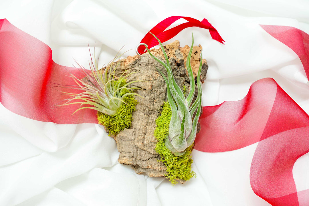 Holiday Special: Fully Assembled Small Cork Design with 3 Tillandsia Air Plants and Red Ribbon