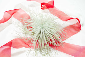 XXL Tillandsia Tectorum Ecuador Snowflake Air Plant