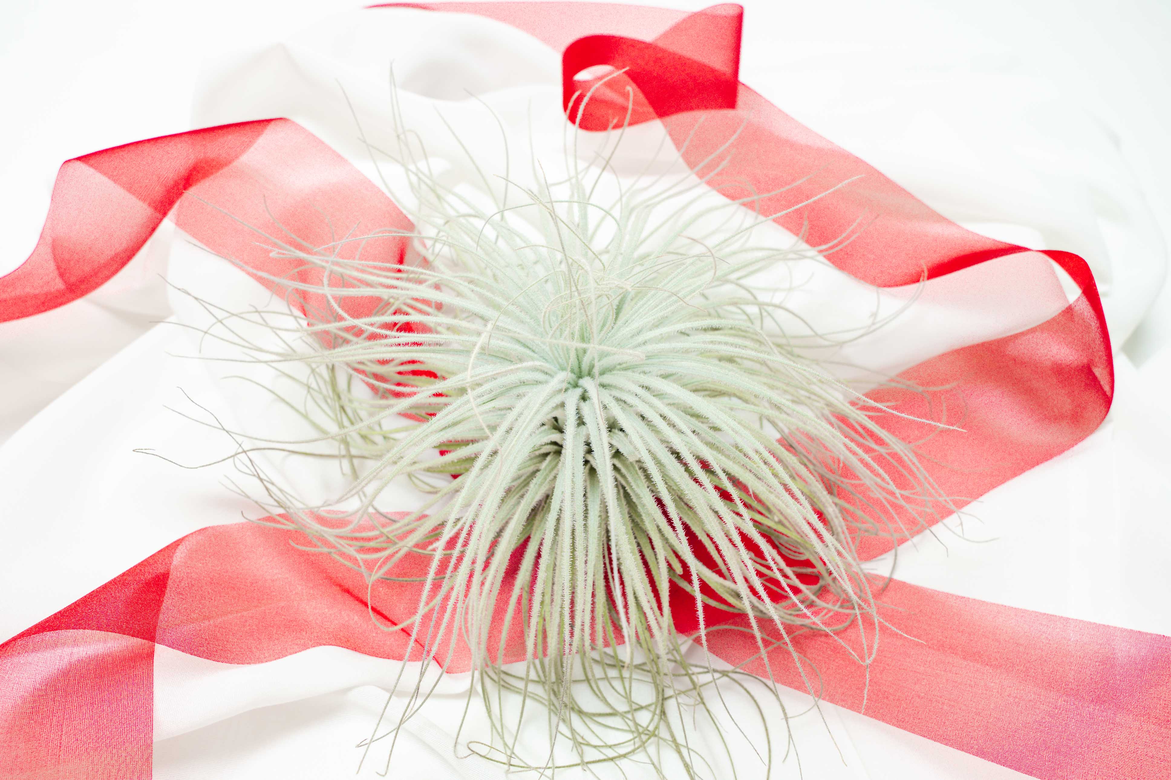 Tillandsia Air Plant Christmas Holiday Gift