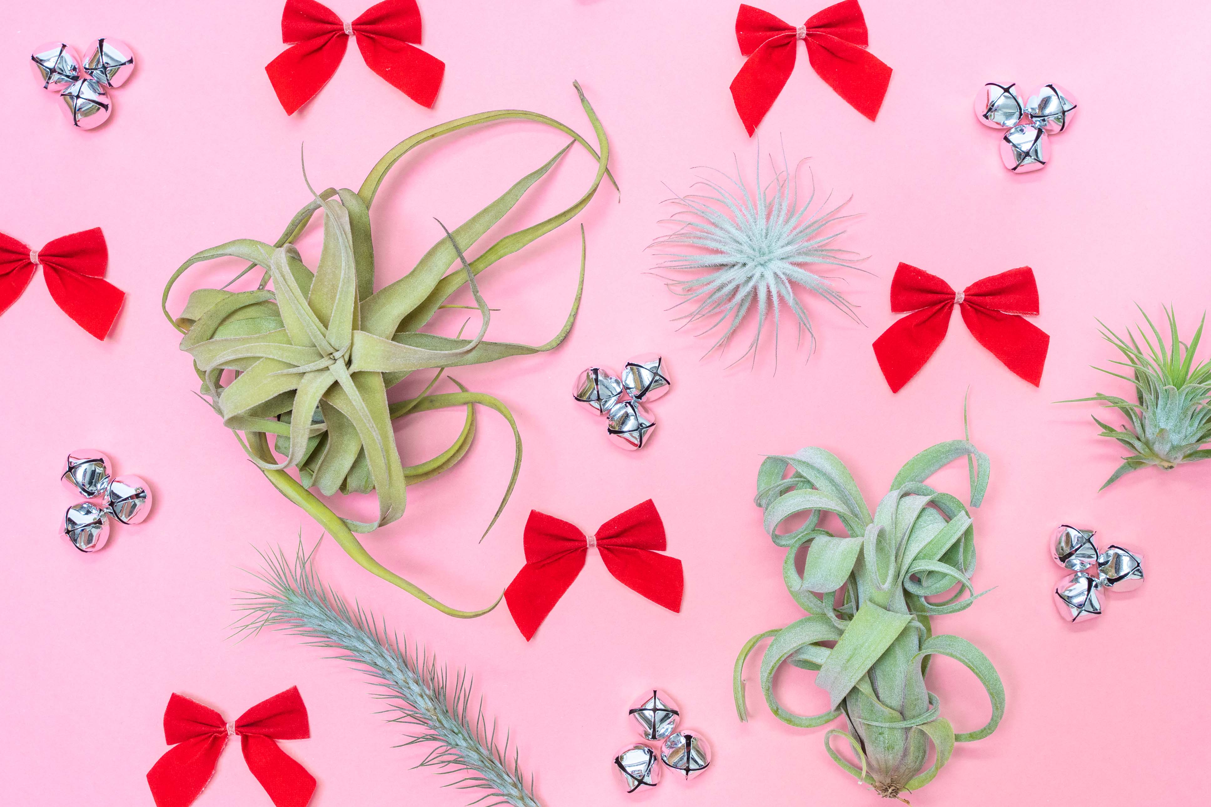 Tillandsia Air Plant Christmas Holiday Gift