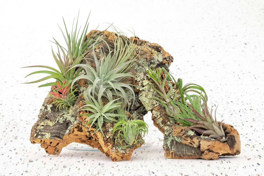 Tillandsia_Air_Plant_Cork_Display