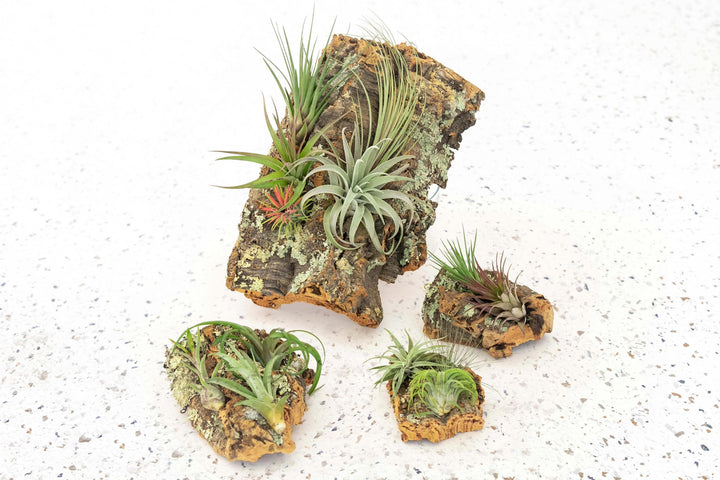 Tillandsia_Air_Plant_Cork_Display