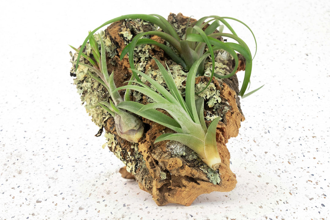 Tillandsia_Air_Plant_Cork_Display