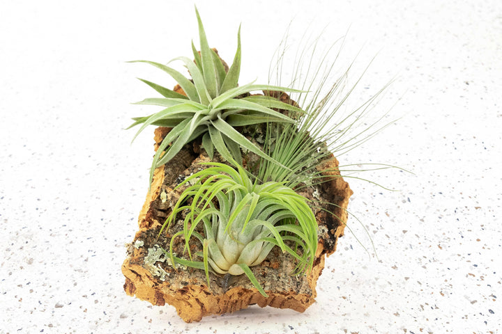 Tillandsia Air Plant Cork Display