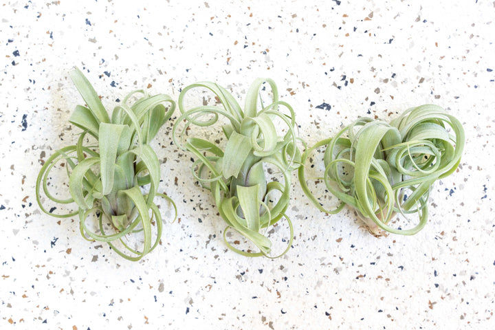 Wholesale - Tillandsia Curly Slim Air Plants - Large Variant