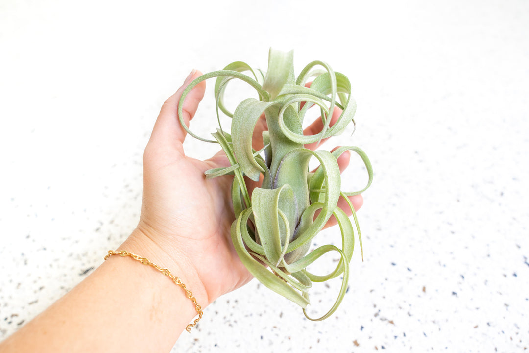 Wholesale - Tillandsia Curly Slim Air Plants - Large Variant