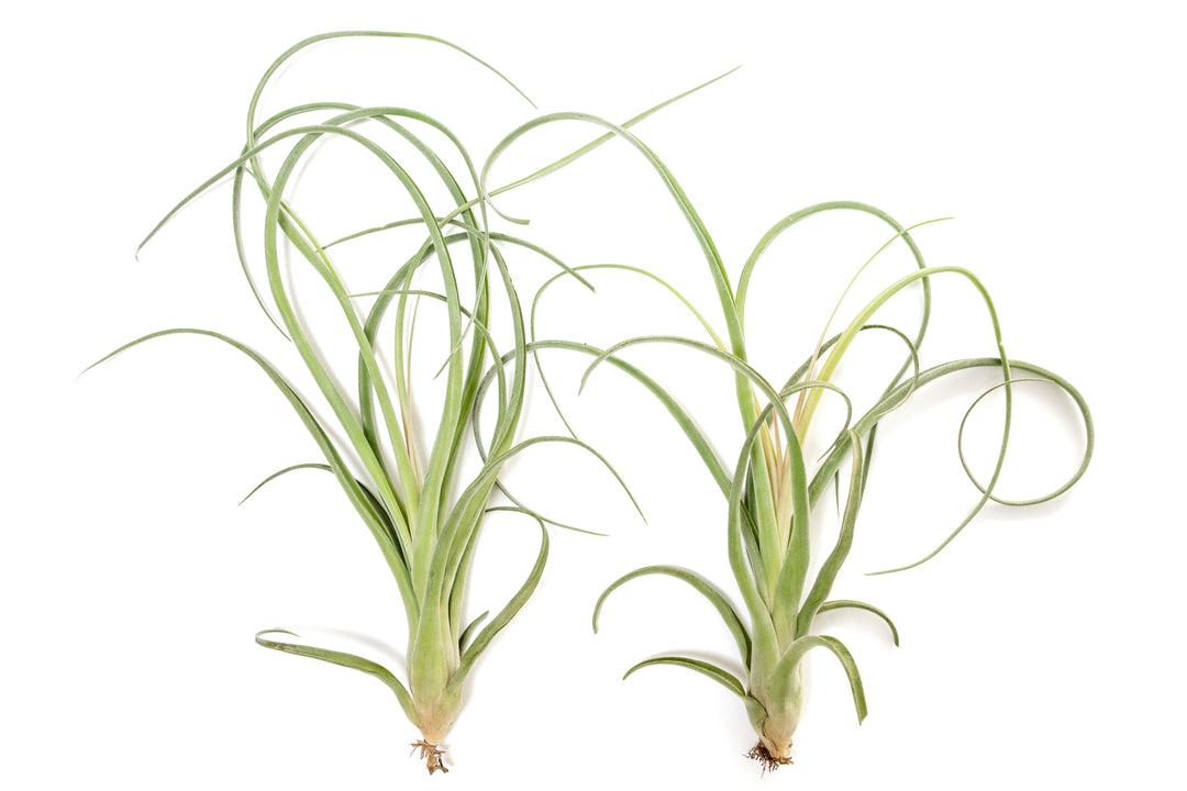 Wholesale - Tillandsia Curly Slim Air Plants - Large Variant