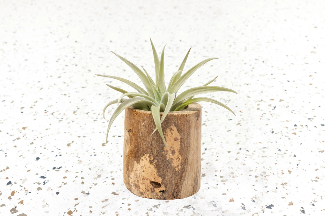 Wholesale - Small Wooden Driftwood Containers with Assorted Air Plants