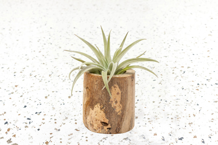 Wholesale - Small Wooden Driftwood Containers with Assorted Air Plants