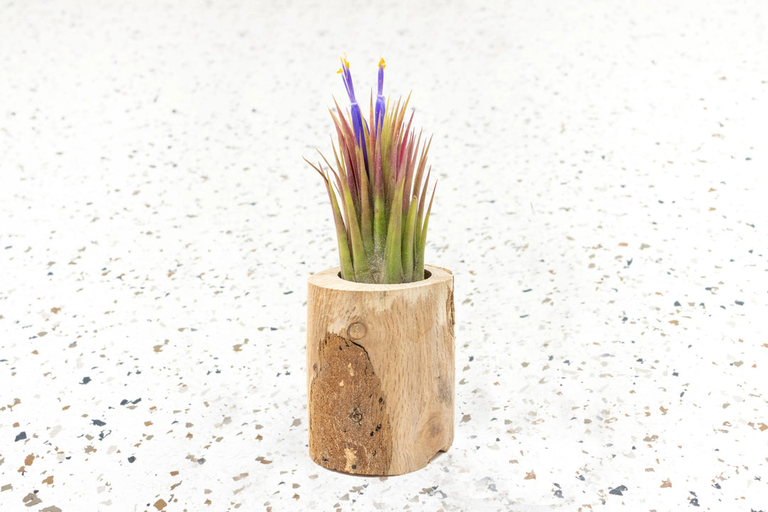 Wholesale - Small Wooden Driftwood Containers with Assorted Air Plants