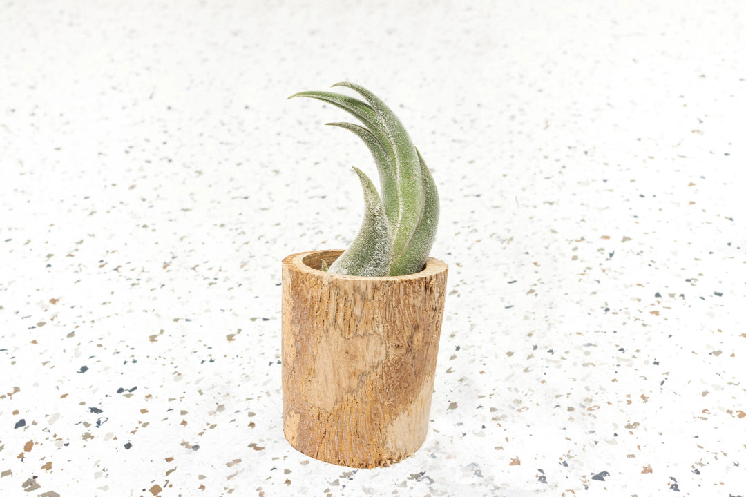 Wholesale - Small Wooden Driftwood Containers with Assorted Air Plants