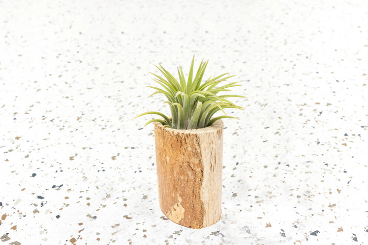 Wholesale - Small Wooden Driftwood Containers with Assorted Air Plants