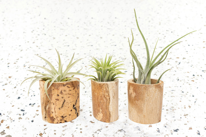 Packs of 3 or 6 Small Wooden Driftwood Containers with Assorted Air Plants