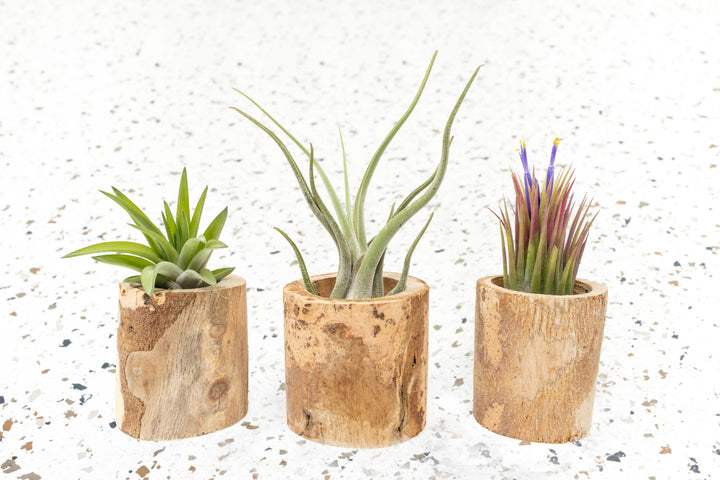 Packs of 3 or 6 Small Wooden Driftwood Containers with Assorted Air Plants