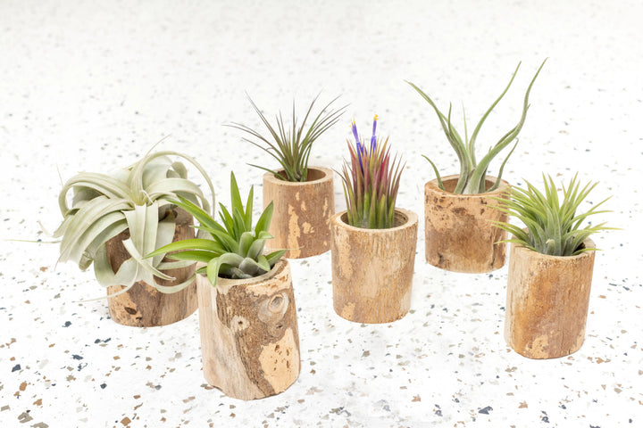 Wholesale - Small Wooden Driftwood Containers with Assorted Air Plants