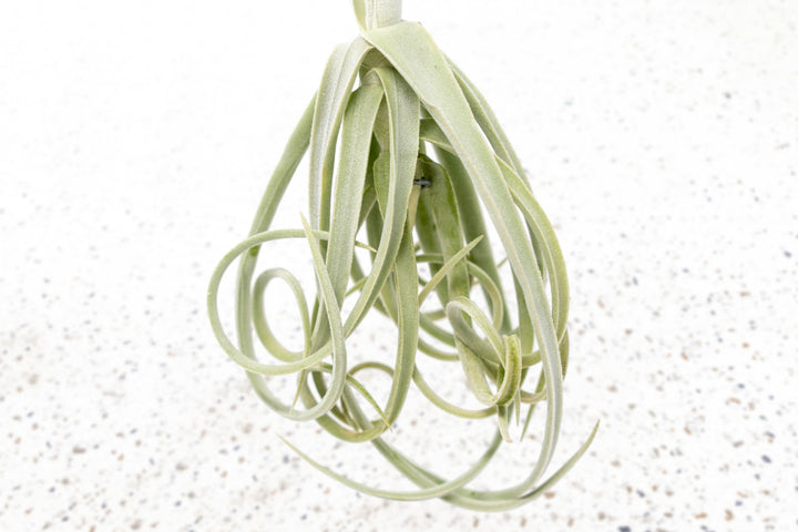 Tillandsia Air Plant Duratii Hanging Hook Curly Rare