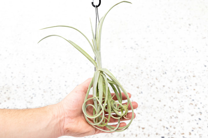 Tillandsia Air Plant Duratii Hanging Hook Curly Rare