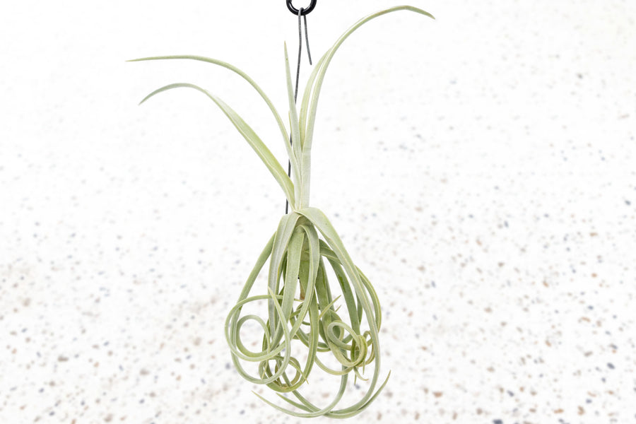 Tillandsia Air Plant Duratii Hanging Hook Curly Rare