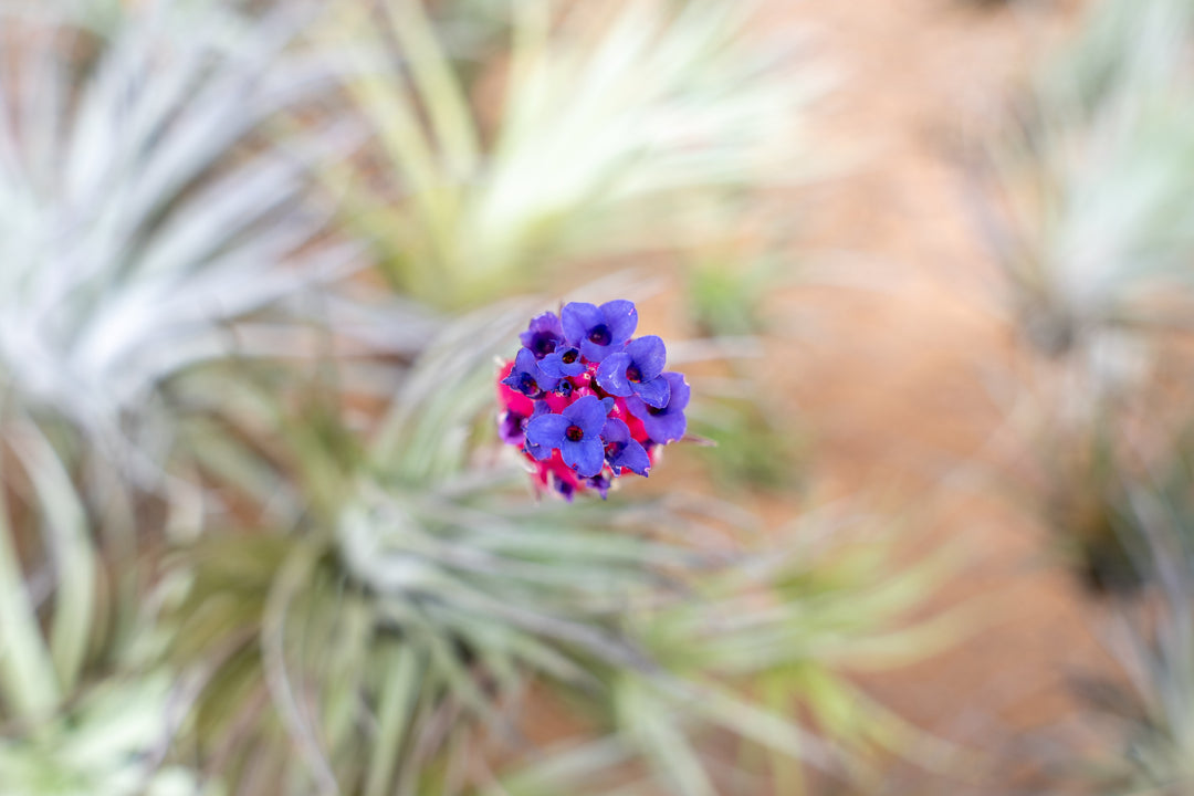 Purple Flowers on a Blooming Tillandsia Stricta Air Plant